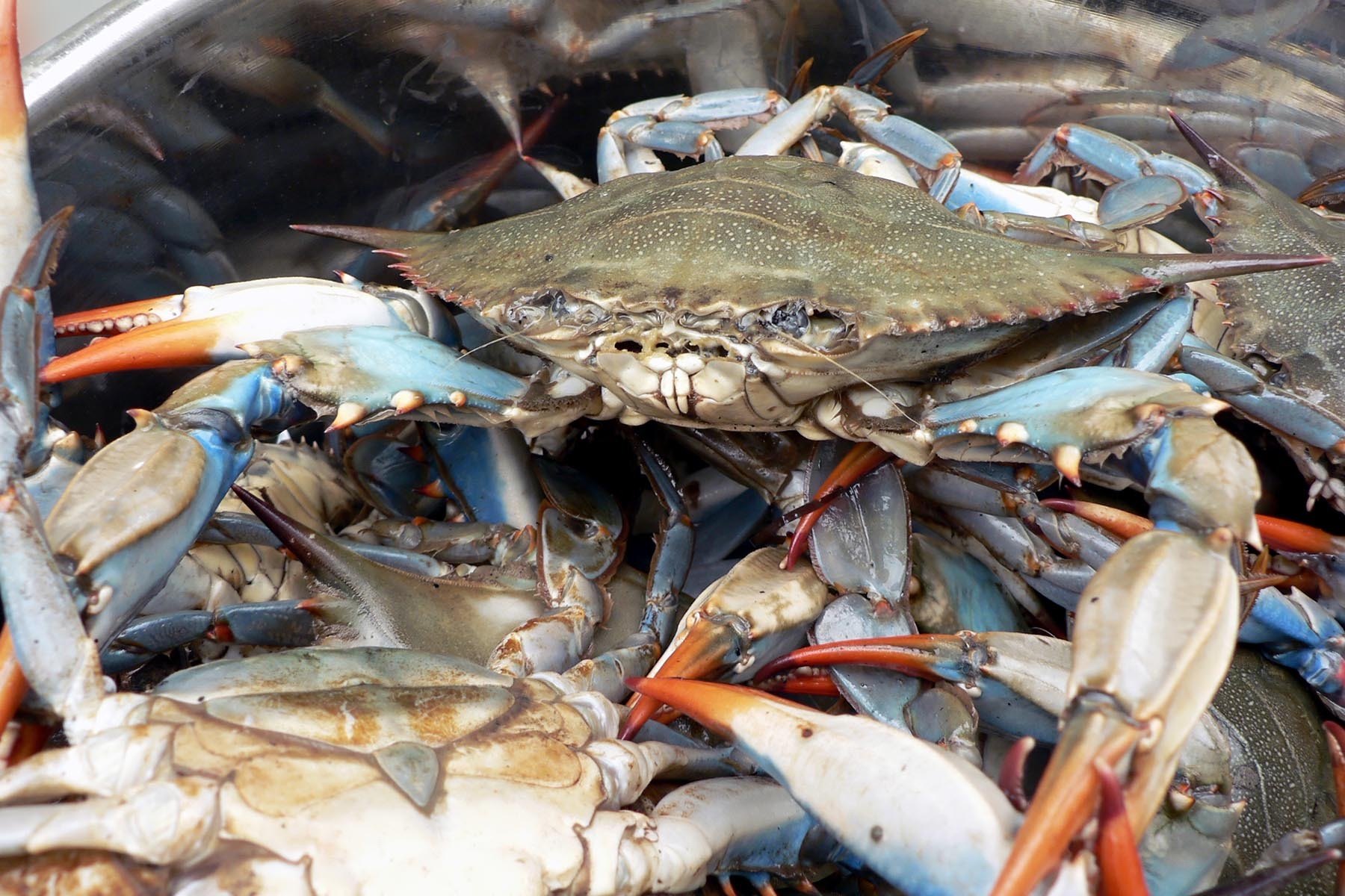 Photo Essay The Blue Crab Winter Dredge Survey Completes Its Course Chesapeake Bay Program 1085