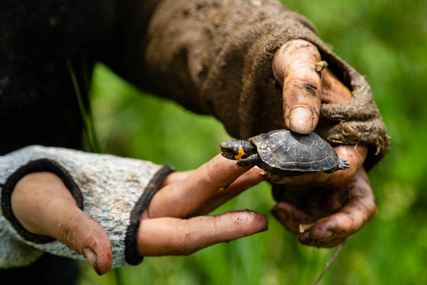 searching-for-bog-turtles-in-a-disappearing-habitat-chesapeake-bay