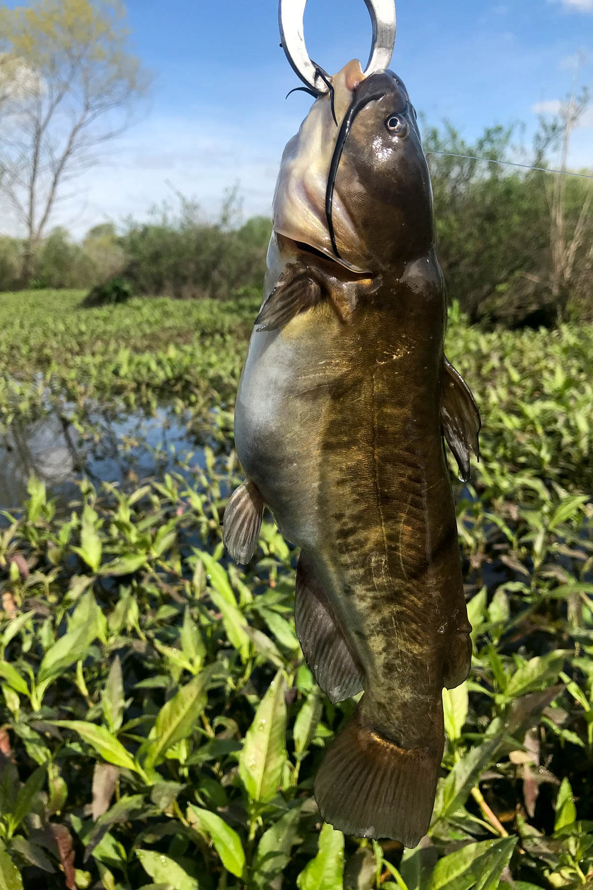 Catfish of the Chesapeake