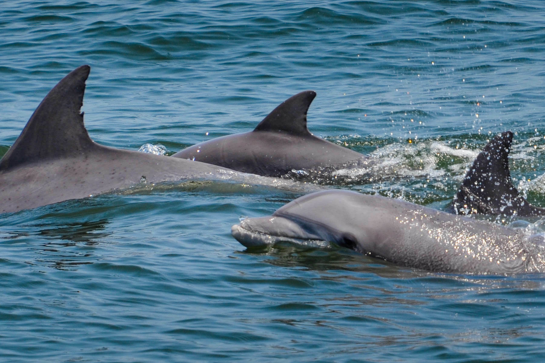 Are there dolphins in the Chesapeake Bay? Chesapeake Bay Program