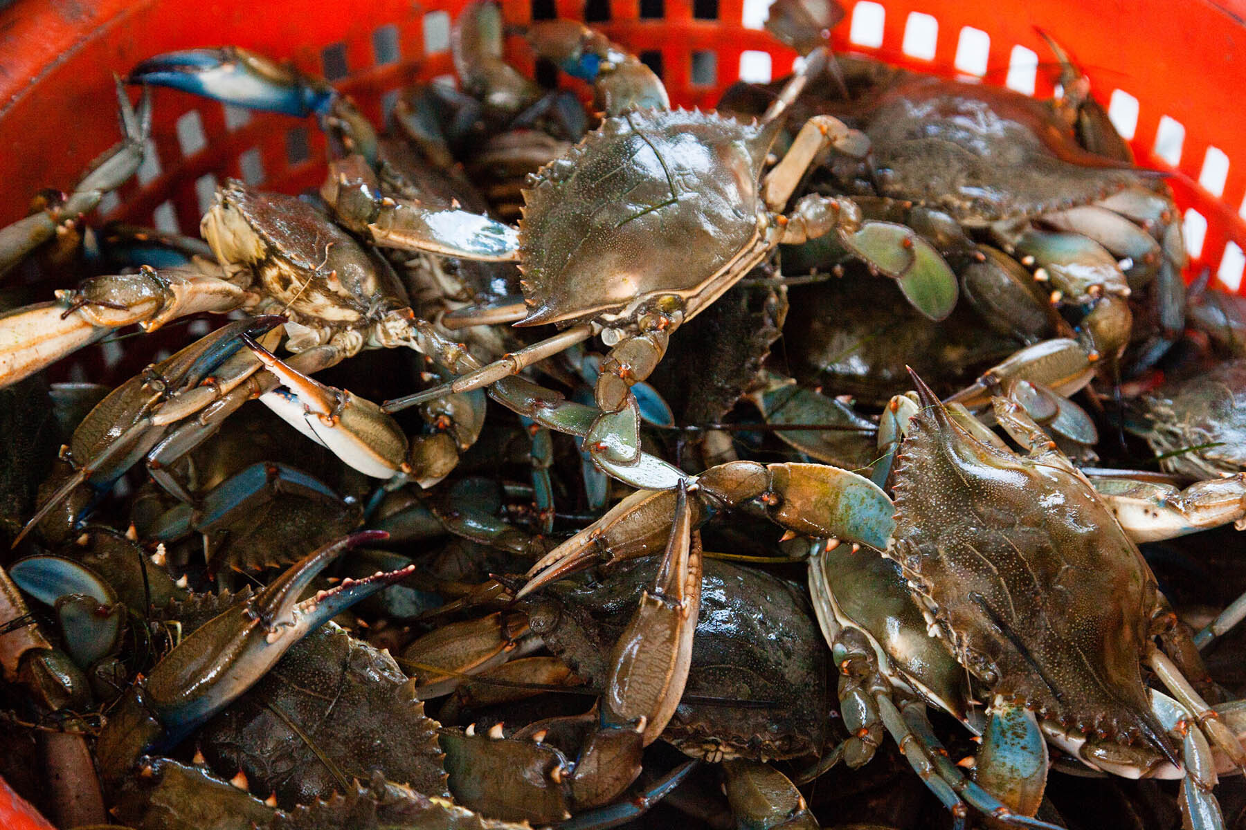 Blue crab stock considered sustainable, despite population decline