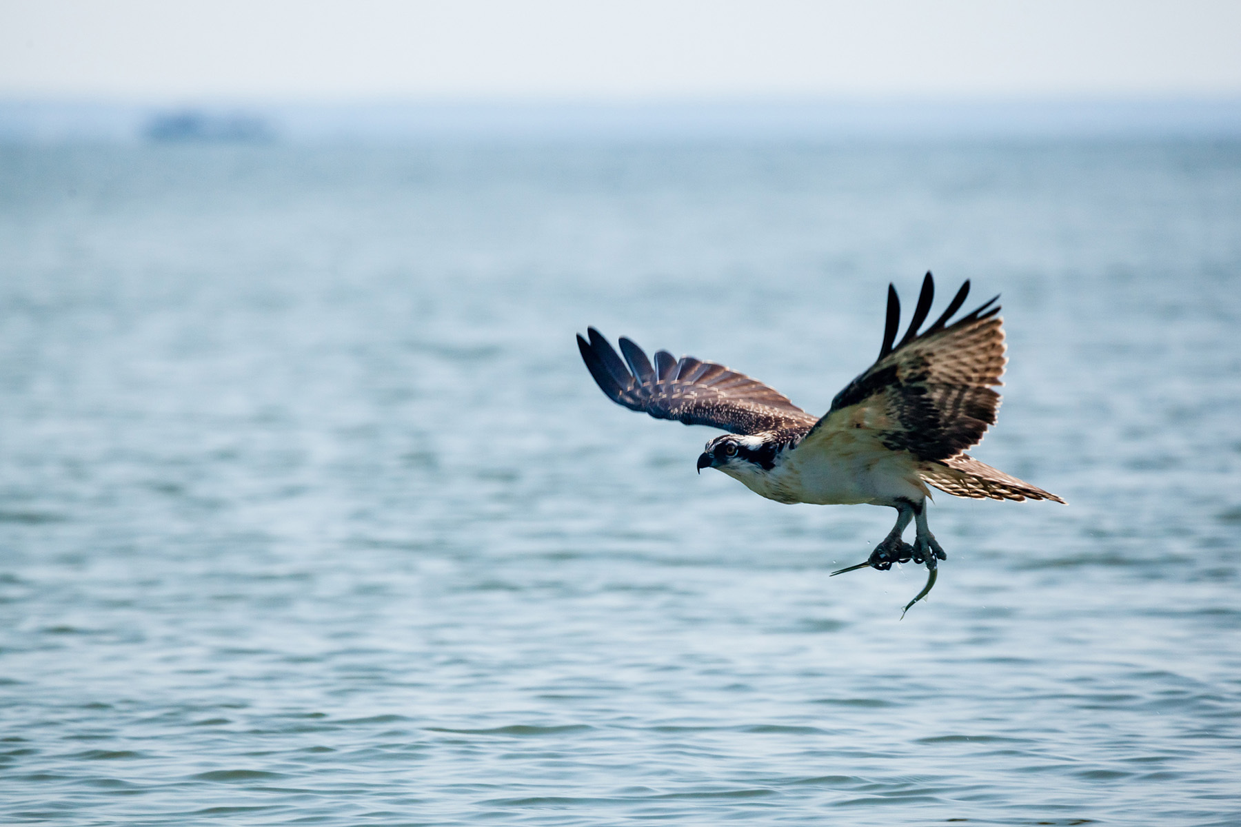 Iconic Critters Of The Chesapeake Chesapeake Bay Program