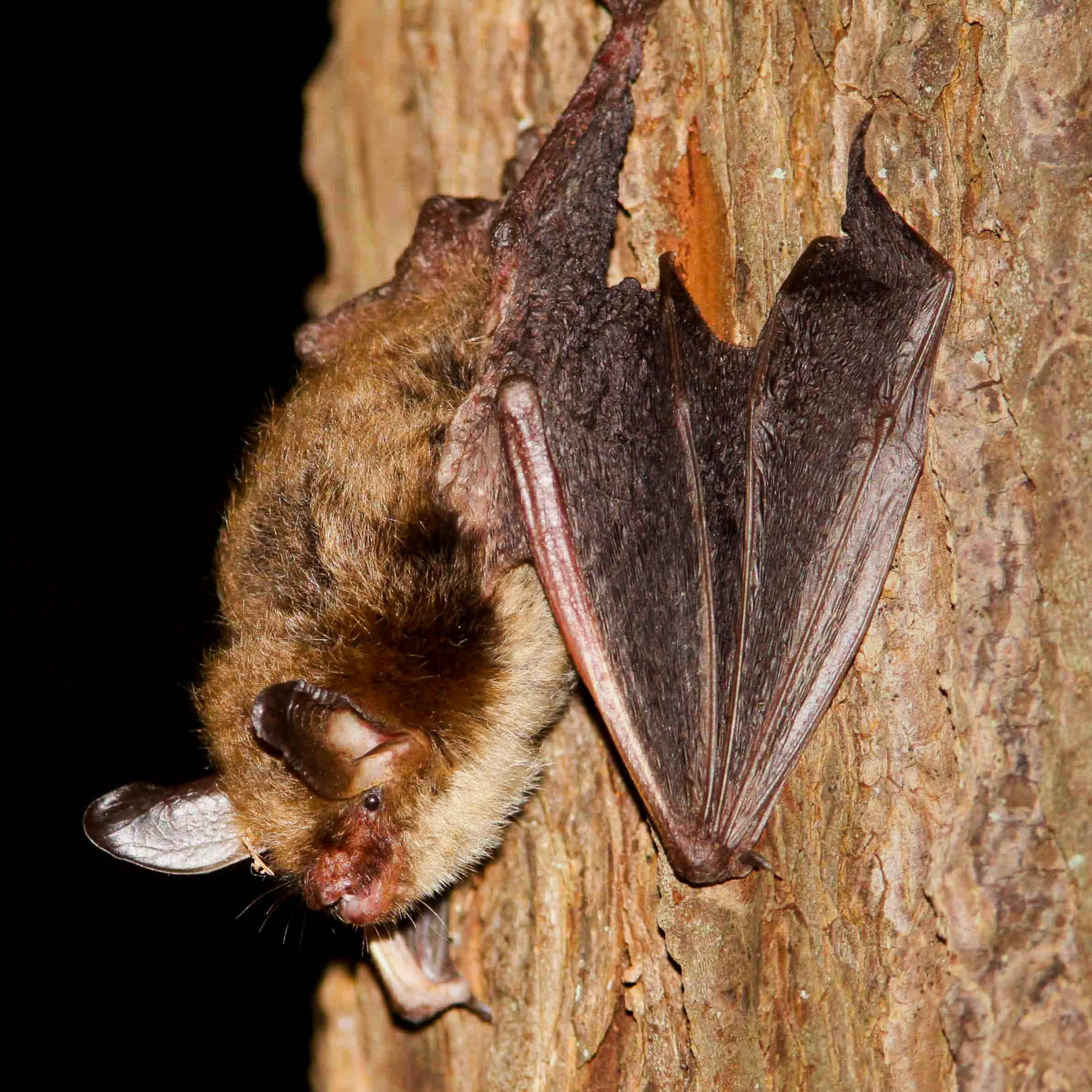 Hunting an insidious disease that preys on bats Chesapeake Bay Program