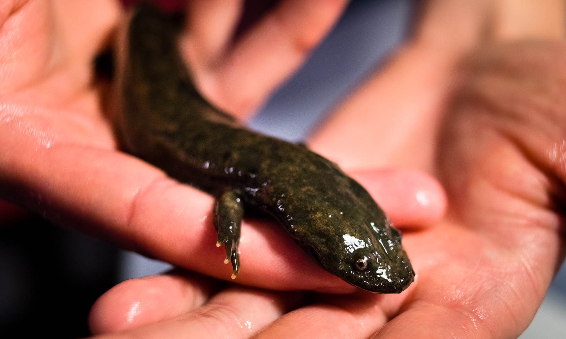 Restoring North America’s largest salamander | Chesapeake Bay Program