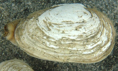 soft shell clam