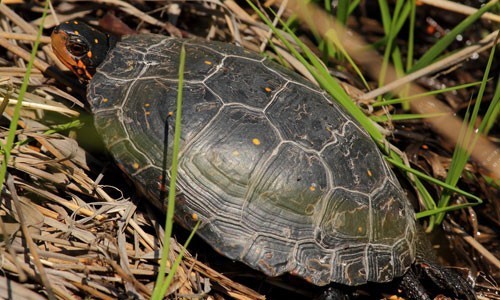 Spotted Turtle | Chesapeake Bay Program