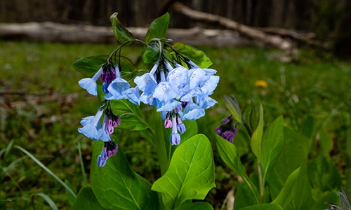 Virginia Bluebell Chesapeake Bay Program