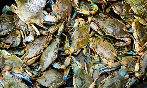 Blue Crab | Chesapeake Bay Program