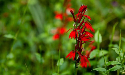 Cardinal Flower Chesapeake Bay Program