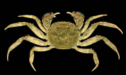 Common Spider Crab Chesapeake Bay Program