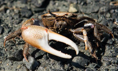 Fiddler Crabs | Chesapeake Bay Program