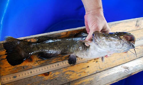 Flathead Catfish Chesapeake Bay Program