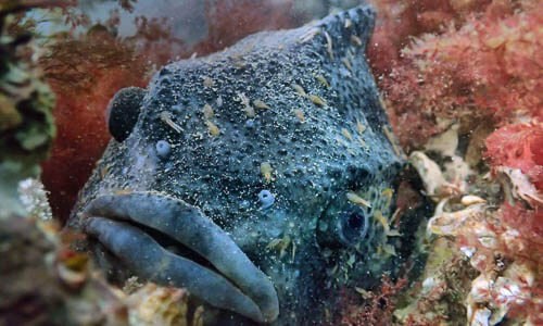 Lumpfish Chesapeake Bay Program