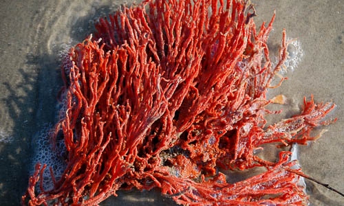 red beard sponge chesapeake bay program