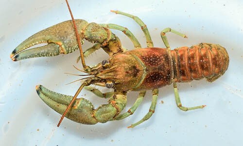 Rusty Crayfish | Chesapeake Bay Program