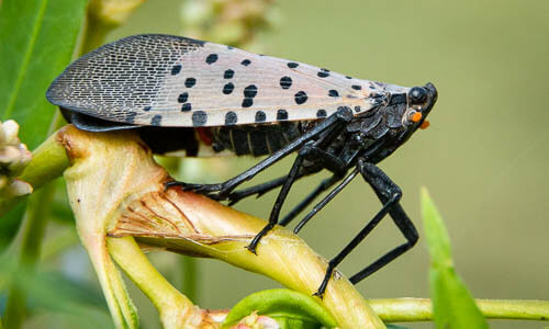 Spotted Lanternfly | Chesapeake Bay Program