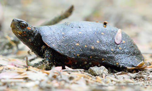 Spotted Turtle Chesapeake Bay Program 