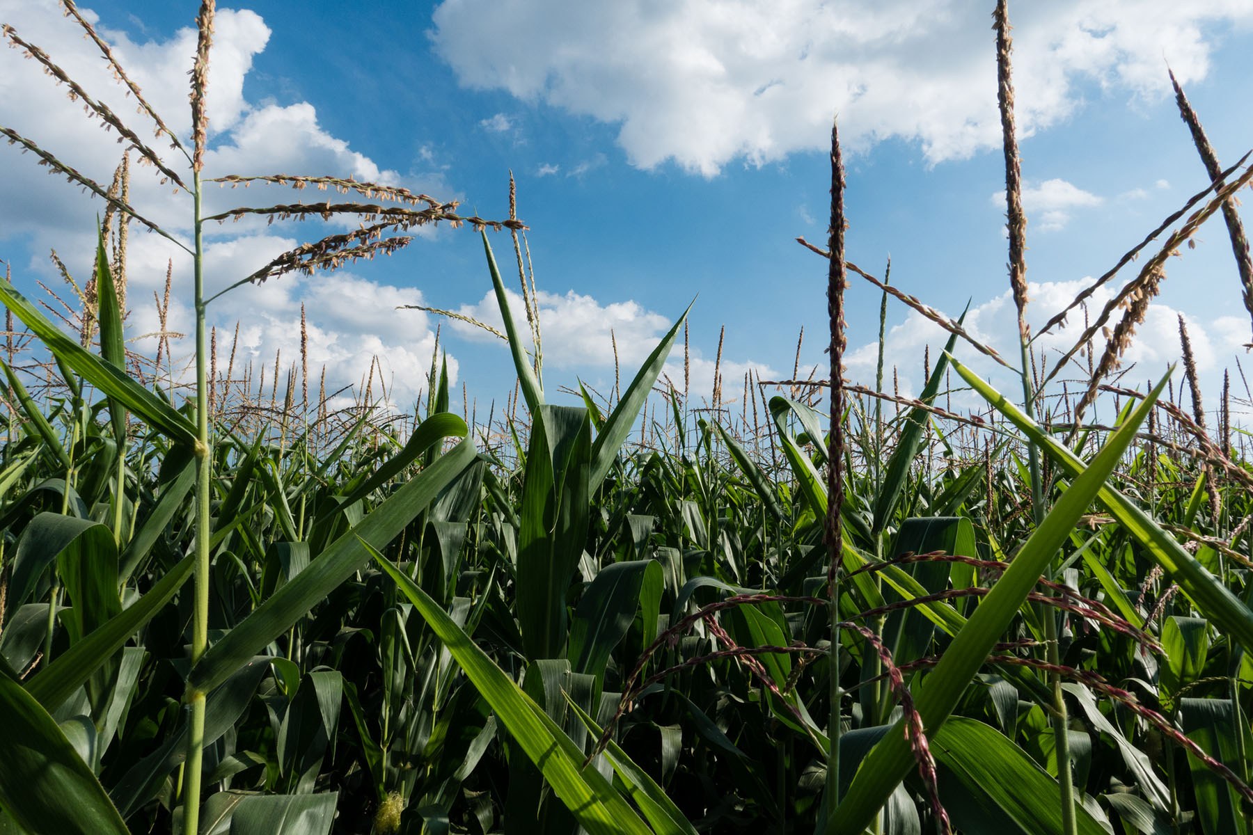 Learn the Issues  Chesapeake Bay Program