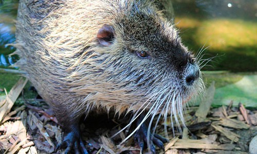 Invasive Species - Chesapeake Bay Program